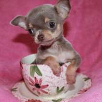 Чихуахуа Майкоп, в Майкопе