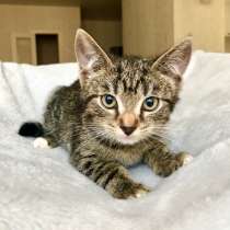 Сладкий добрейший малыш Маффин ищет дом, в Москве