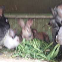 Продажа кроликов (мясо и живьём), в Рязани