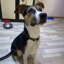 Собака в добрые руки, в Астрахани