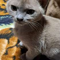 Котята европейская бурма, в Нижневартовске
