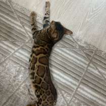 Кошка 10 мксяцев Бенгальская в окрасе розетка, марбл, в Сургуте