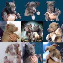 Щенки питбуль Прайтер ищут ответственных и любящих хозяев, в Санкт-Петербурге