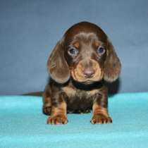 Такса Новосибирск, в Новосибирске