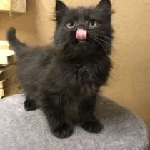 Черный сибирский, в Санкт-Петербурге