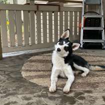 Найдена лайка девочка 6-8 месяцев. Пристраивается, в Москве