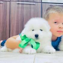 Милые щенята самоедские лаечки, в Орле