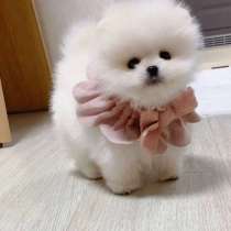 Померанский шпиц, в Москве