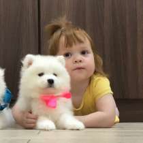 Мишутки Щеночки самоедской лайки), в Владимире