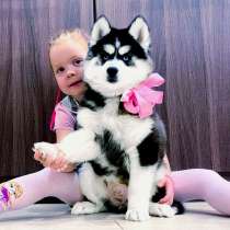 Лучшие малыши сибирские хаски, в Челябинске