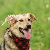 Добрая и позитивная Халва ищет дом!, в Москве