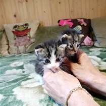 Котята в добрые руки, в Москве