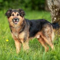 Добряк Джони! Квартирный, воспитанный песик ищет семью, в Москве