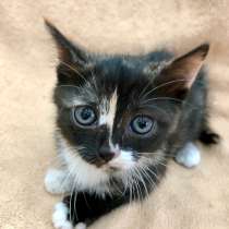 Котенок Пеппа - воплощение позитива и радости в дар, в Москве