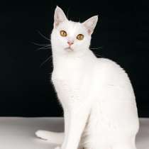Белая кошечка Коша ищет дом, в Москве