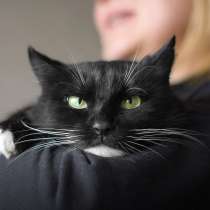 ЧЕРНАЯ КОШКА ТАСЯ В ДАР! ИЩЕТ ДОМ!, в г.Минск