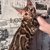 Бенгальские котята!, в Москве