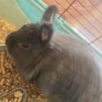 Декоративный кролик, в Прокопьевске