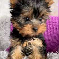 Йоркширский Терьер Щеночки, в Челябинске
