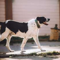 Алабай Чегет в добрые руки, в Москве