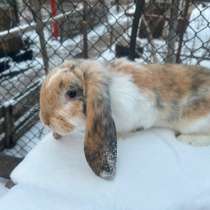 Французский баран, в Средней Ахтубе