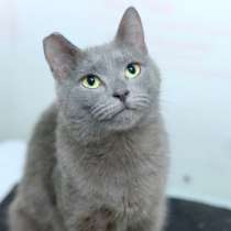 Спокойная Клеопатра ищет надежного человека, в Москве