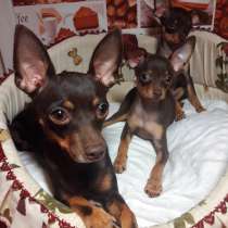 Той терьер Улан уде, в Улан-Удэ