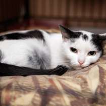 Нежная Коровка мечтает стать верным другом, в Москве