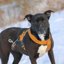 Метис стафа Герань ждет мам и пап! Чудесная девочка!, в Москве