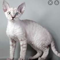 Девон-рекс, в Москве