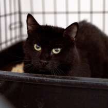 Милая Никата ищет верного друга, в Москве