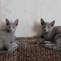 Продам котят русской голубой кошки, в Санкт-Петербурге