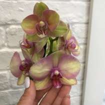 Продам орхидею, в Артеме