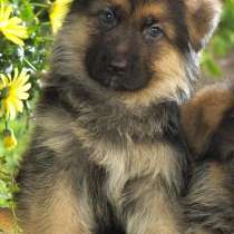 Немецкая овчарка Череповец, в Череповце