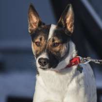 Очаровательная красотка Мия ждёт свою семью!, в Москве