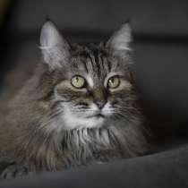 Каждой кошке нужен дом, в Москве