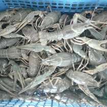 Раки, в Краснодаре