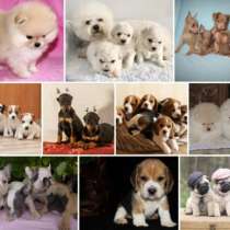 Питомник щенков Казани, в Казани