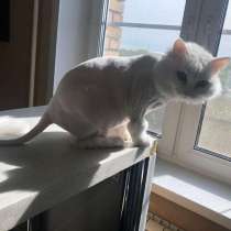 Стрижки собак и кошек, в Железнодорожном