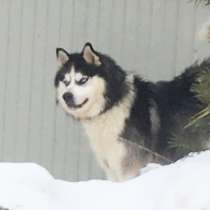 Кобели Хаски для вязки и щеночки Хаски, в Мышкине