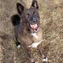 Жизнерадостная Сабрина –собака с особенностью! Обожает детей, в Москве