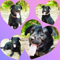 Отдам в хорошие руки, в Москве