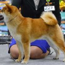 Сиба (шиба) ину щенки, в Москве