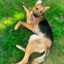 Классный пёс ищет дом, в Пушкино