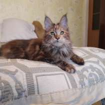 Mainecoon, в г.Киев