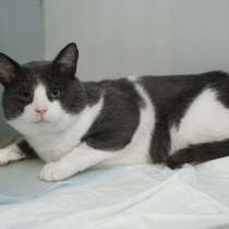 История кота Марса, которая потрясла всех, в Москве