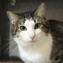 Трогательный Степа в поисках любящей семьи, в Москве