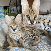 Саванна Ф, в Москве