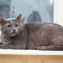 Русский голубой кот Серёжа в добрые руки, в Москве