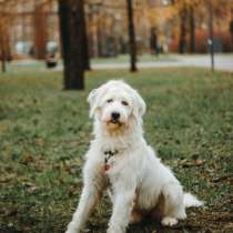 Белая собака Шая с человеческими глазами в дар, в Москве